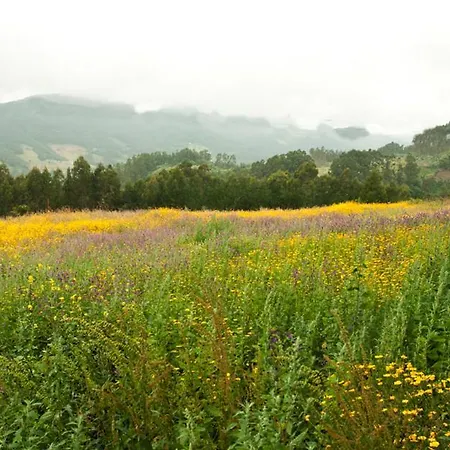 La Casa De La Abuela Milagros *